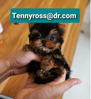 Teacup Yorkies Puppies Available - 2