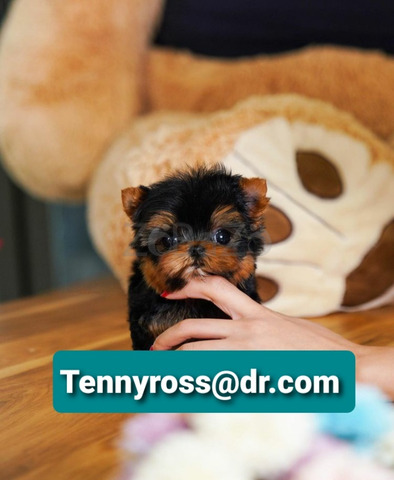 Teacup Yorkies Puppies Available - 3/4