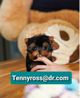 Teacup Yorkies Puppies Available - 3