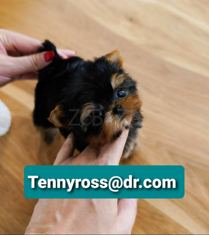 Teacup Yorkies Puppies Available - 4/4