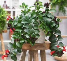 indoor and outdoor plants - 1